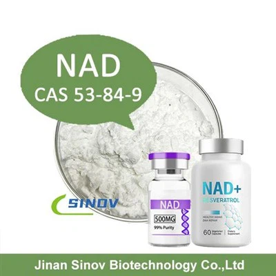 Β δινουκλεοτιδίου αδενίνης νικοτιναμίδης